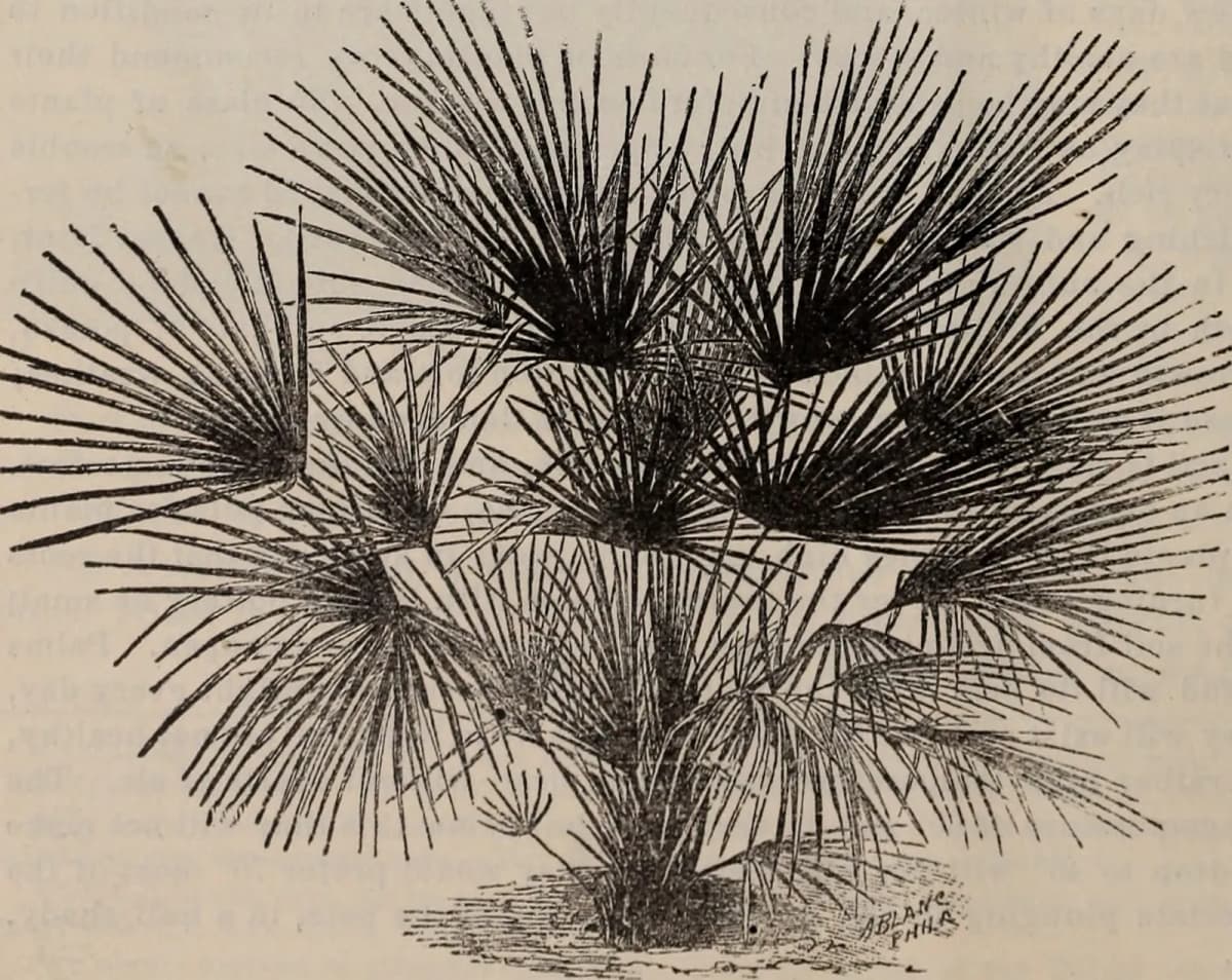 Botanical specimen of Attalea Humilis.