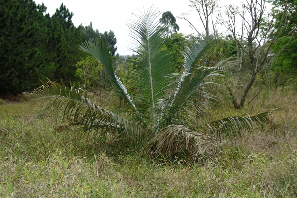 Botanical specimen of Attalea Humilis.