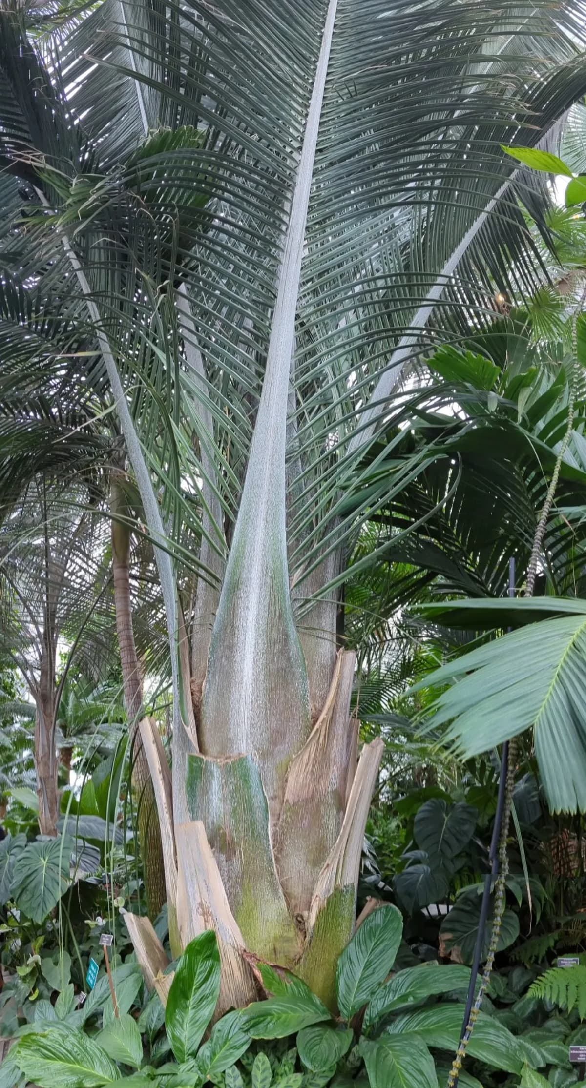 Botanical specimen of Attalea Oleifera.
