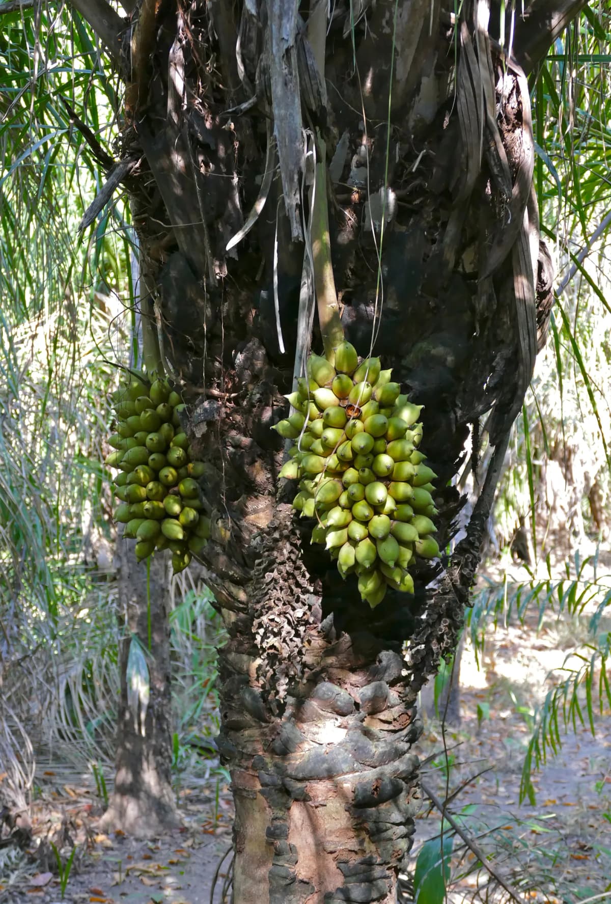 Botanical specimen of Attalea Phalerata.