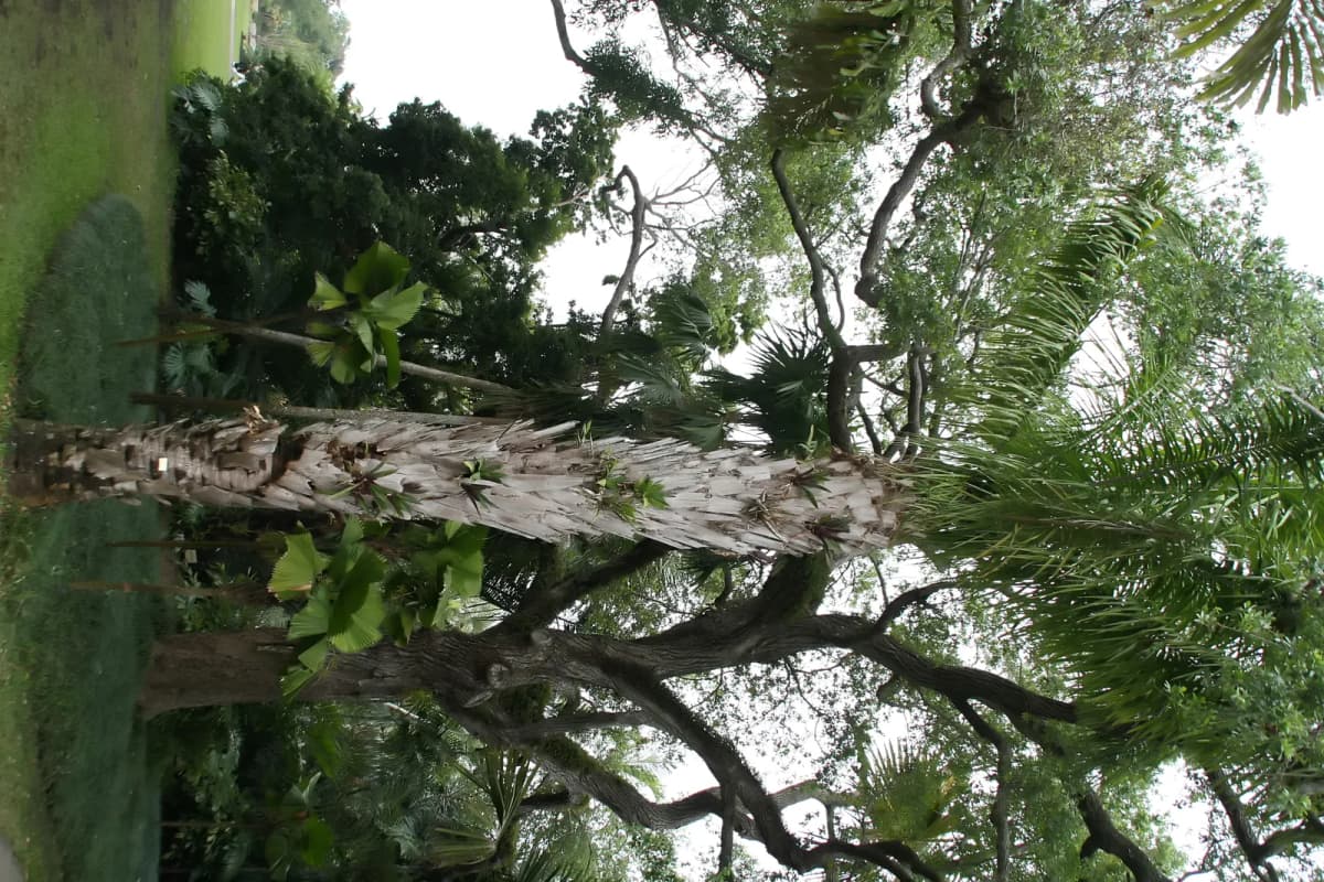 Botanical specimen of Attalea Phalerata.