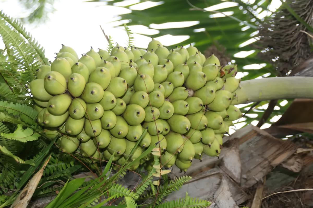 Botanical specimen of Attalea Phalerata.