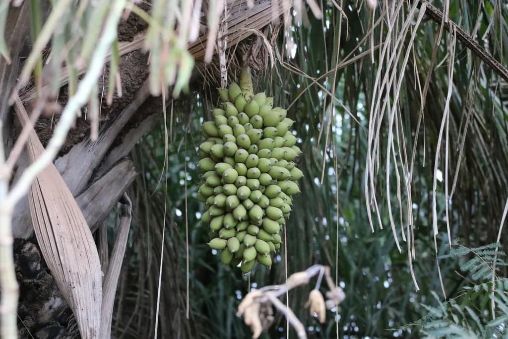 Botanical specimen of Attalea Princeps.