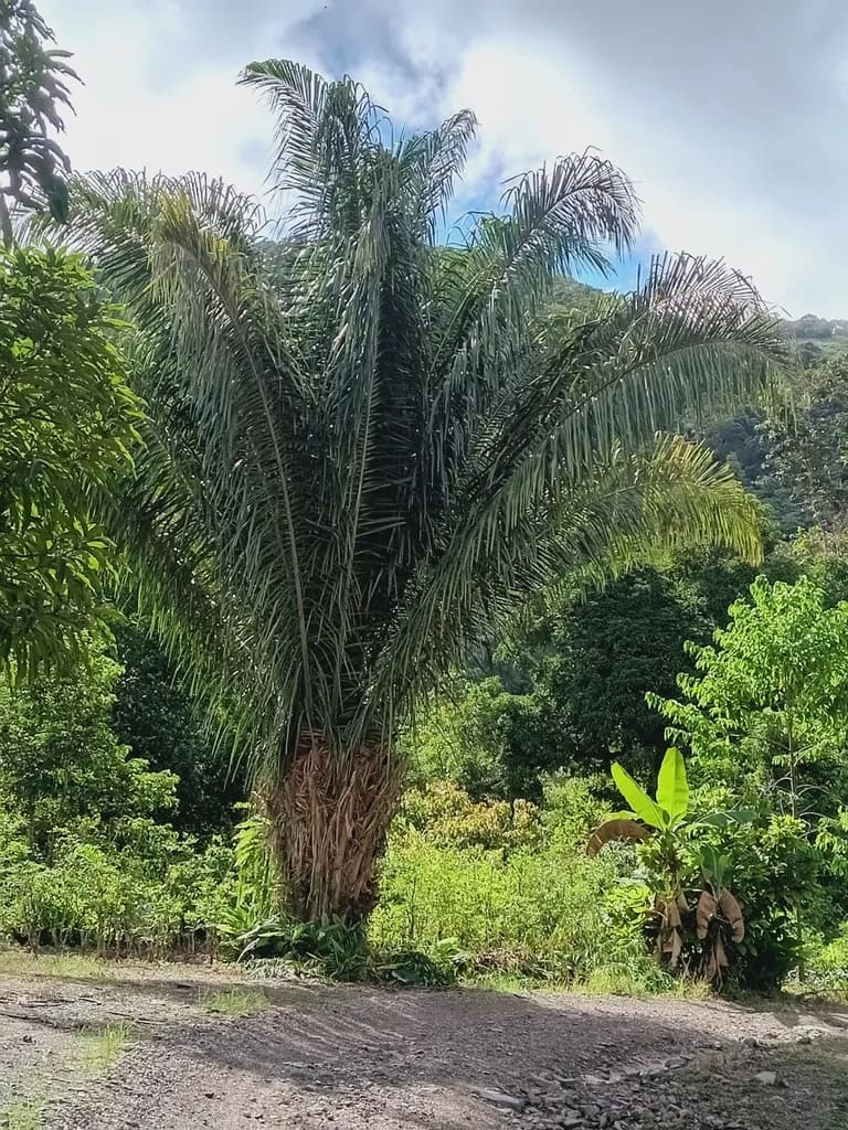 Botanical specimen of Attalea Princeps.