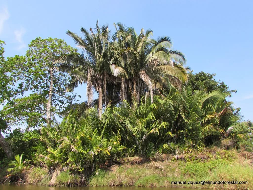 Botanical specimen of Attalea Rostrata.
