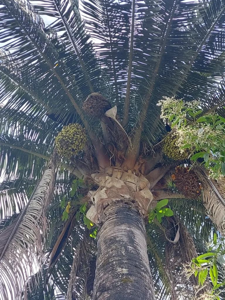Botanical specimen of Attalea Rostrata.