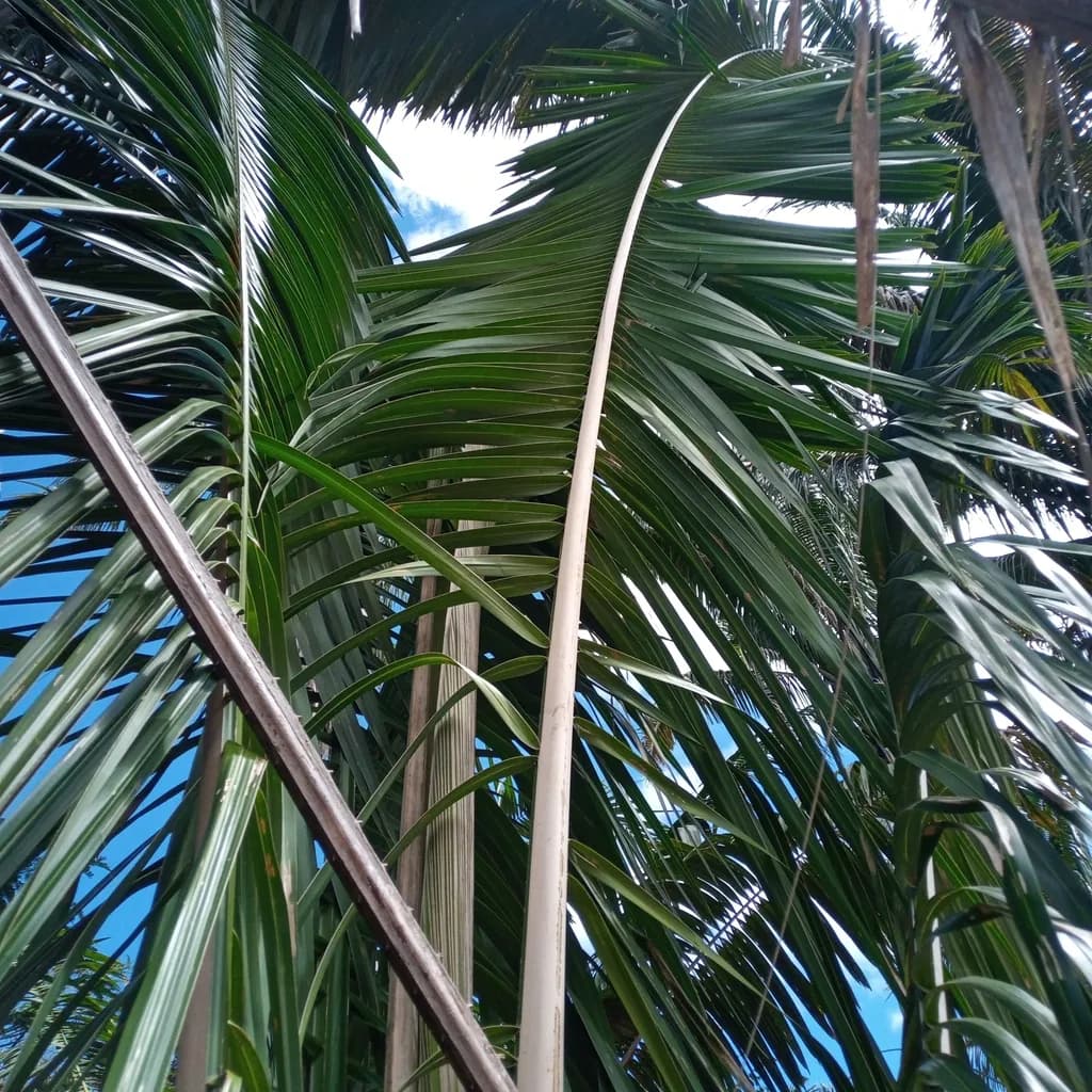 Botanical specimen of Attalea Seabrensis.