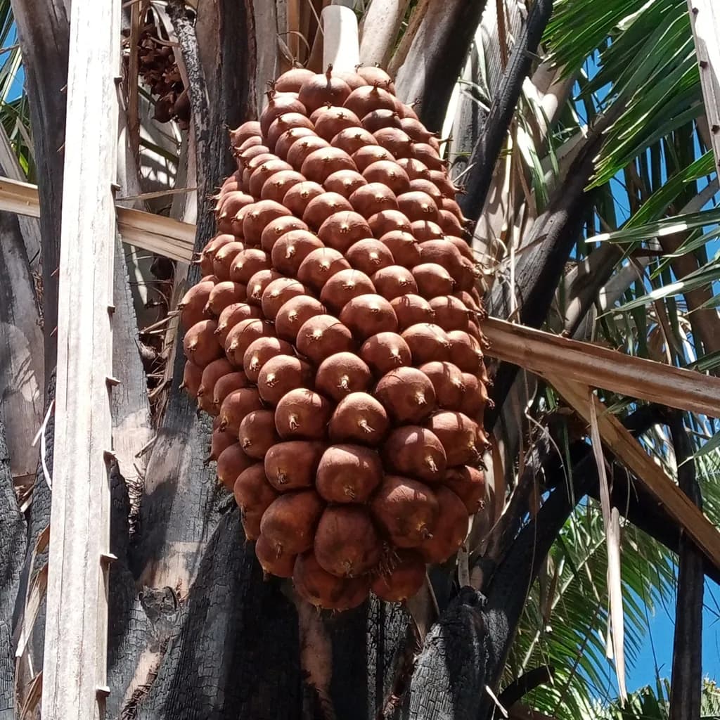 Botanical specimen of Attalea Seabrensis.