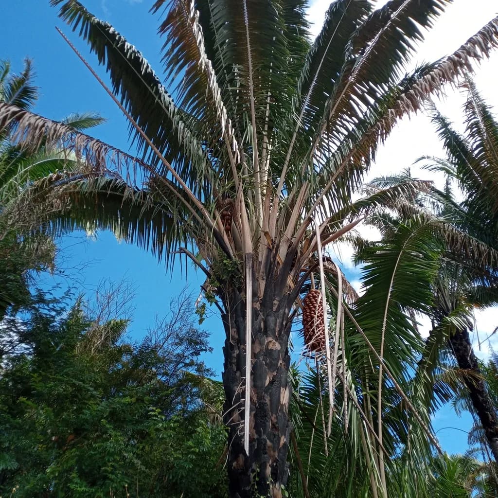 Botanical specimen of Attalea Seabrensis.