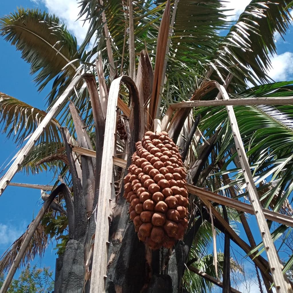 Botanical specimen of Attalea Seabrensis.