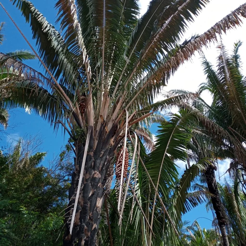 Botanical specimen of Attalea Seabrensis.