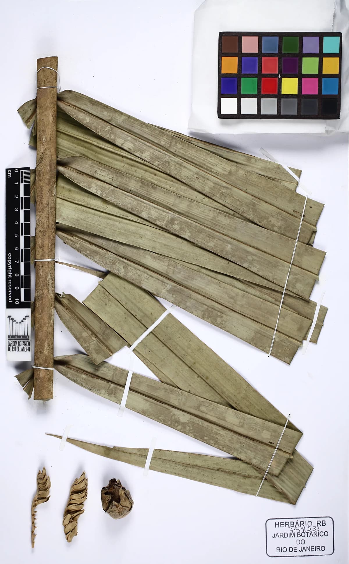Botanical specimen of Attalea Spectabilis.