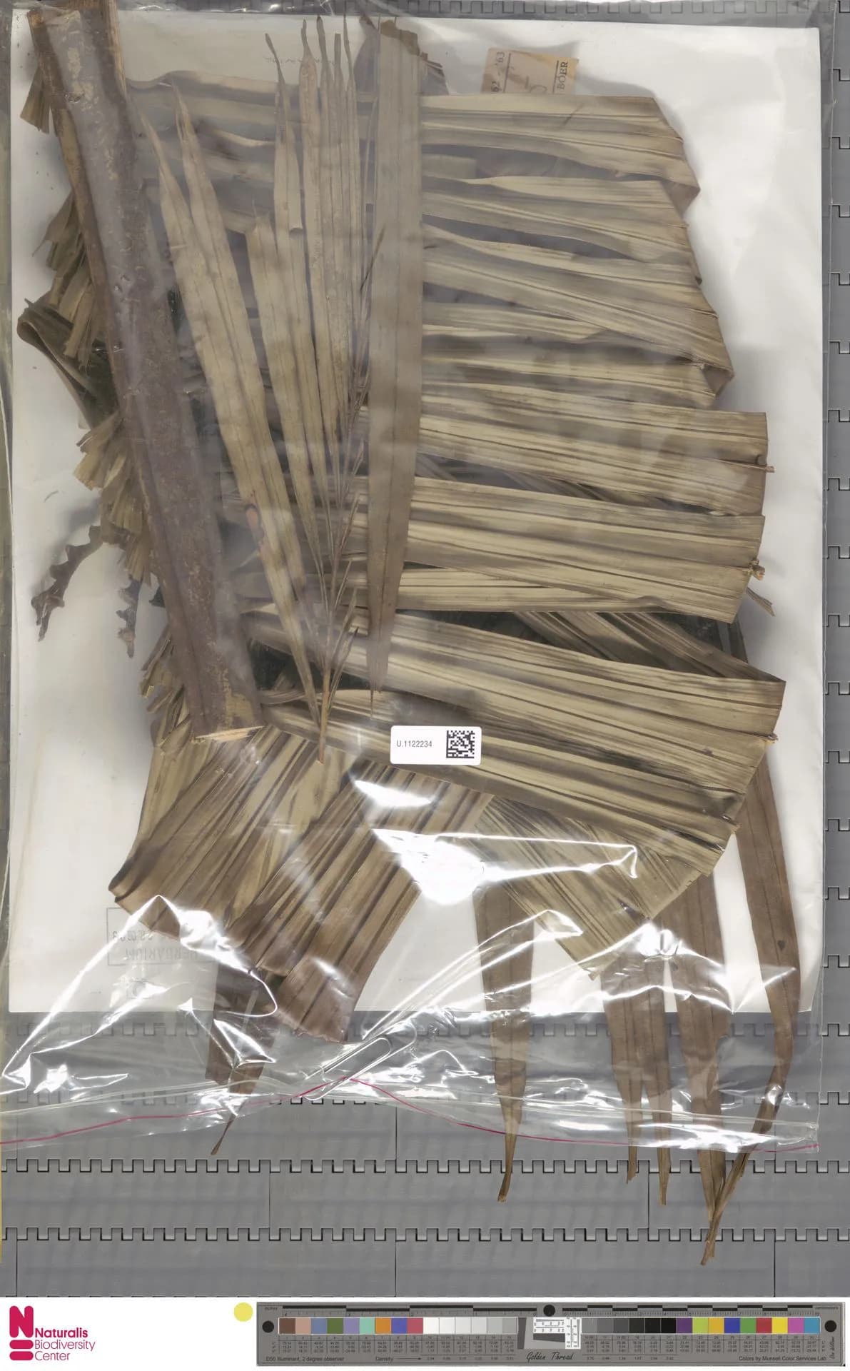 Botanical specimen of Attalea Spectabilis.