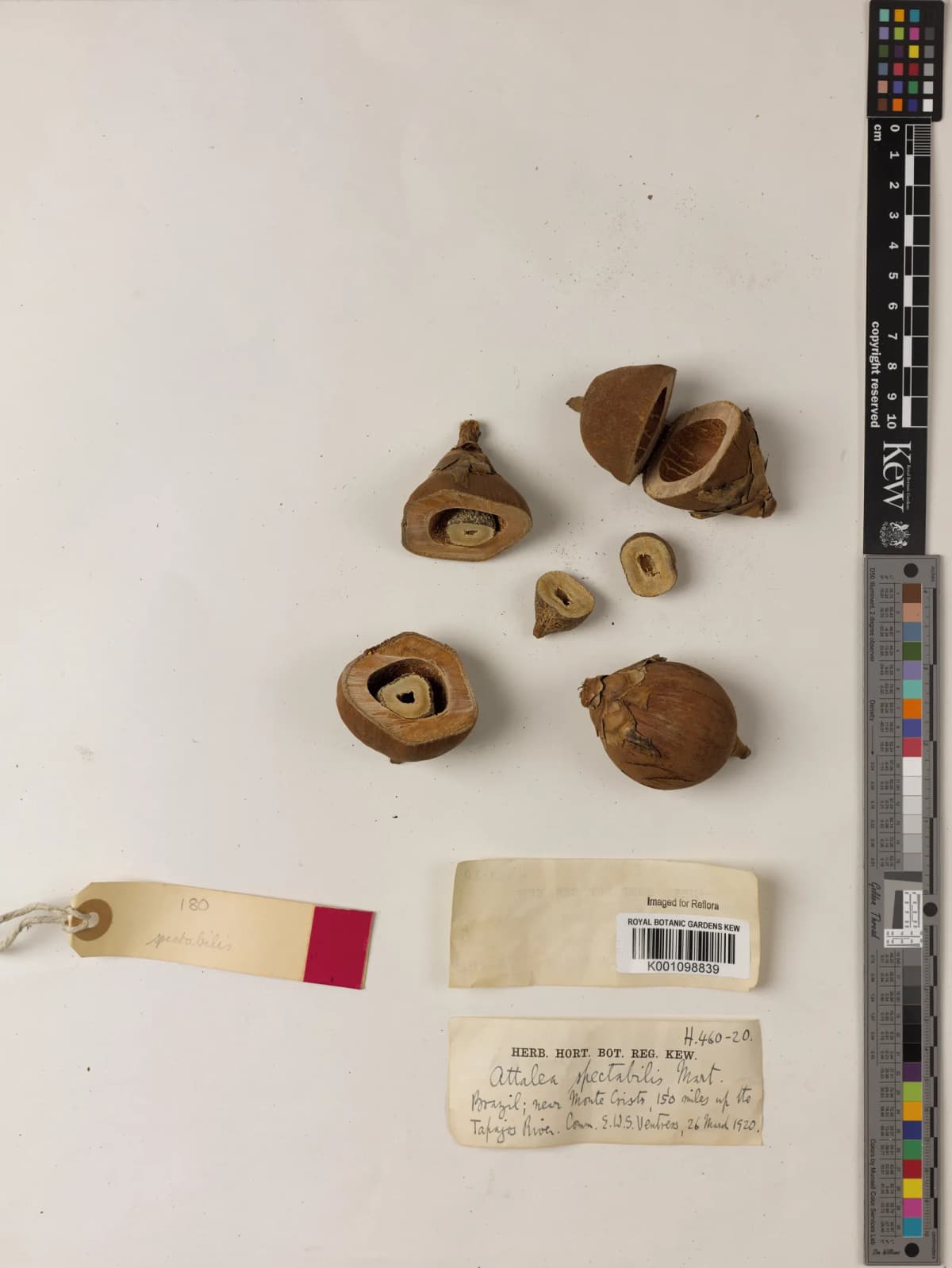 Botanical specimen of Attalea Spectabilis.