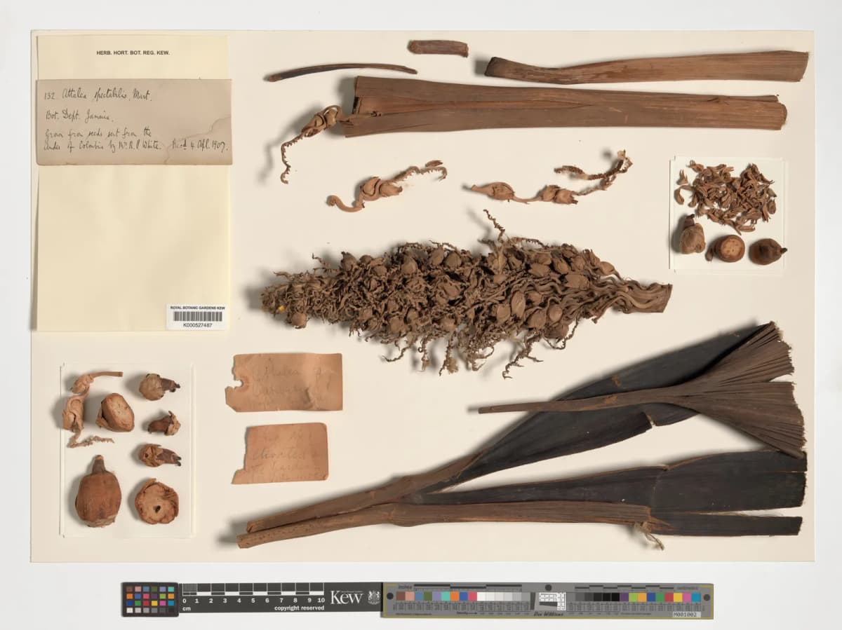 Botanical specimen of Attalea Spectabilis.