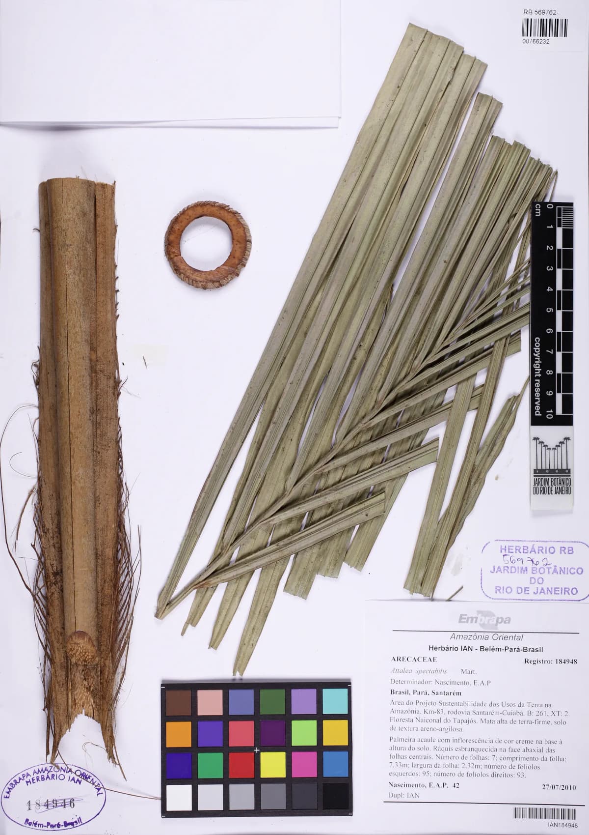Botanical specimen of Attalea Spectabilis.