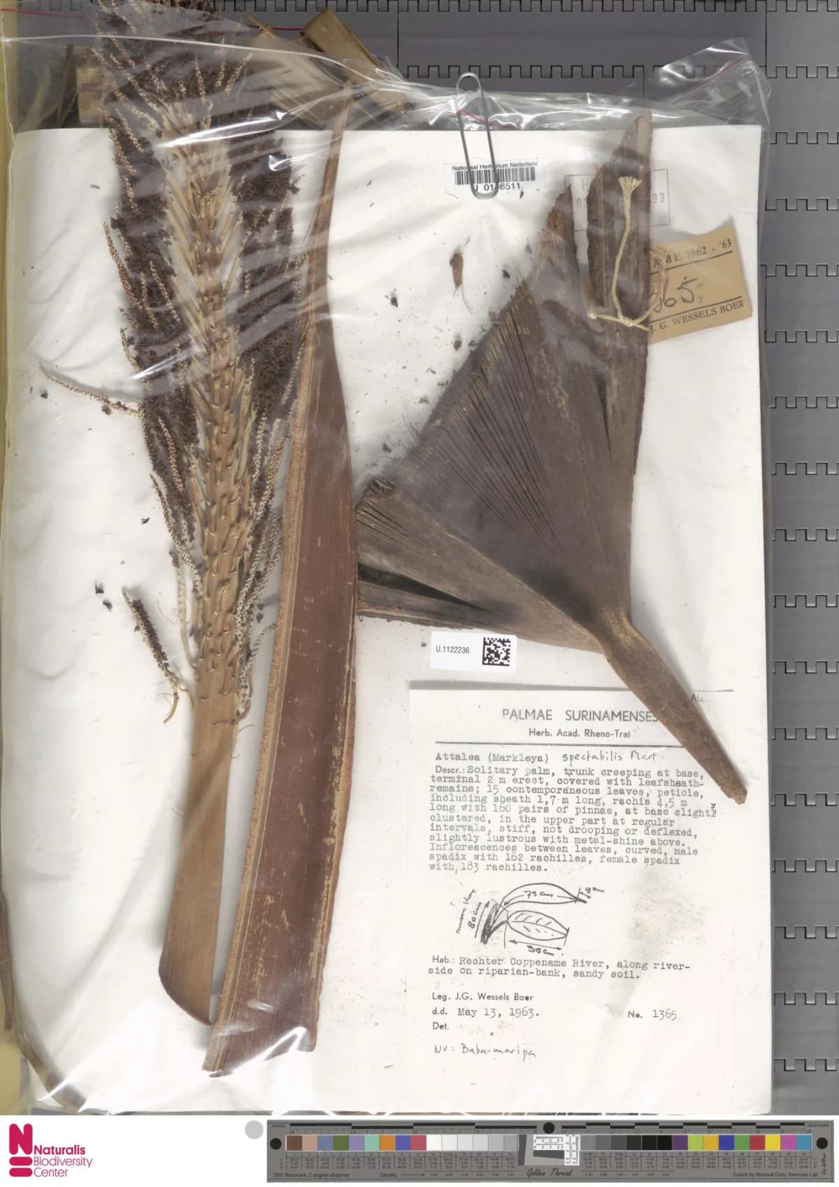 Botanical specimen of Attalea Spectabilis.