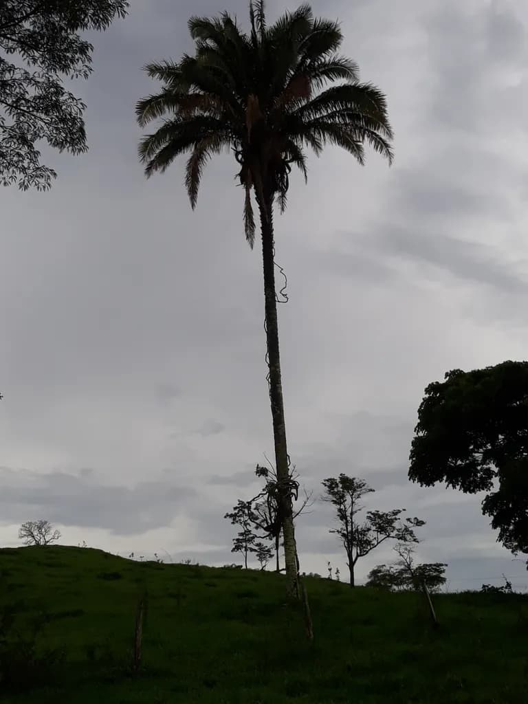 Botanical specimen of Attalea Vitrivir.