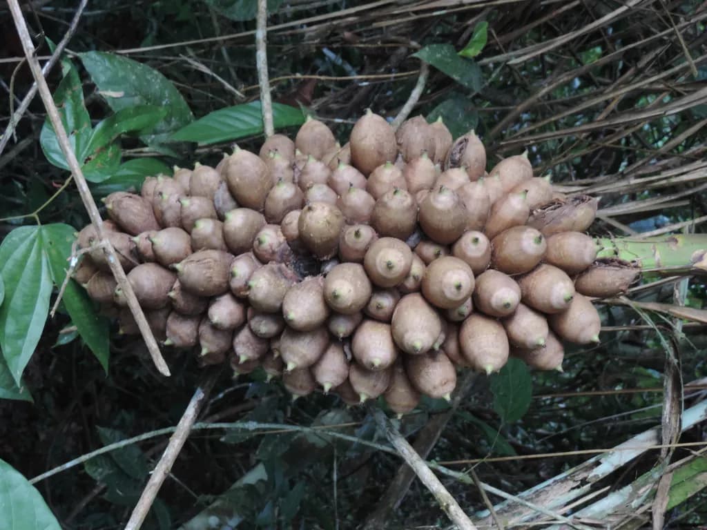 Botanical specimen of Attalea Vitrivir.