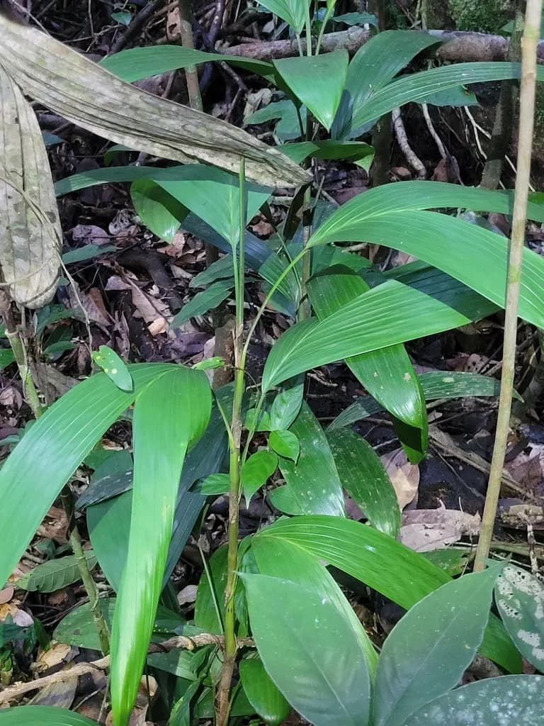 Botanical specimen of Bactris Aubletiana.