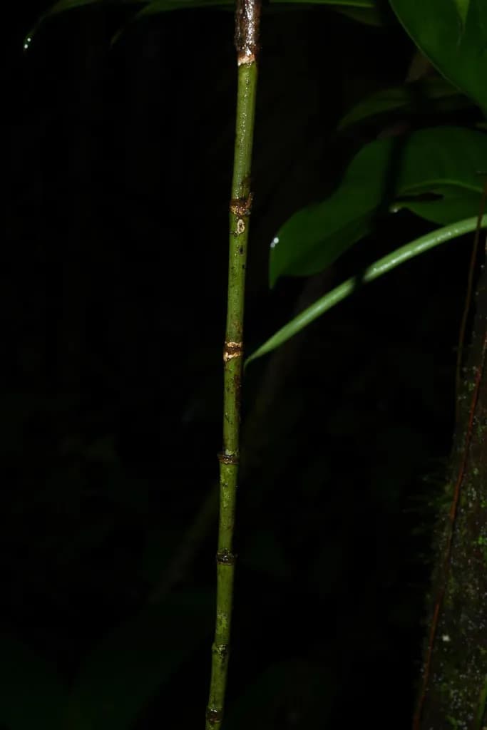 Botanical specimen of Bactris Aubletiana.