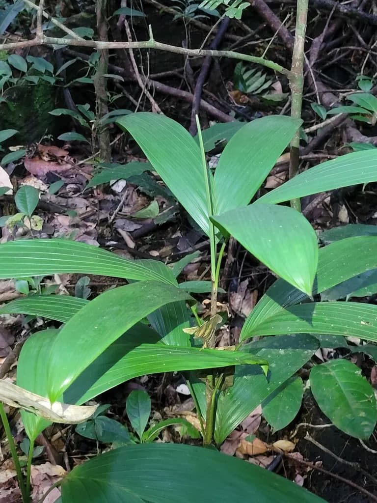 Botanical specimen of Bactris Aubletiana.