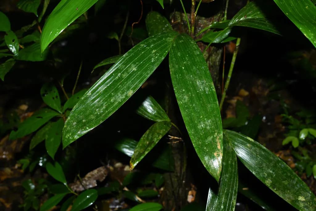 Botanical specimen of Bactris Aubletiana.