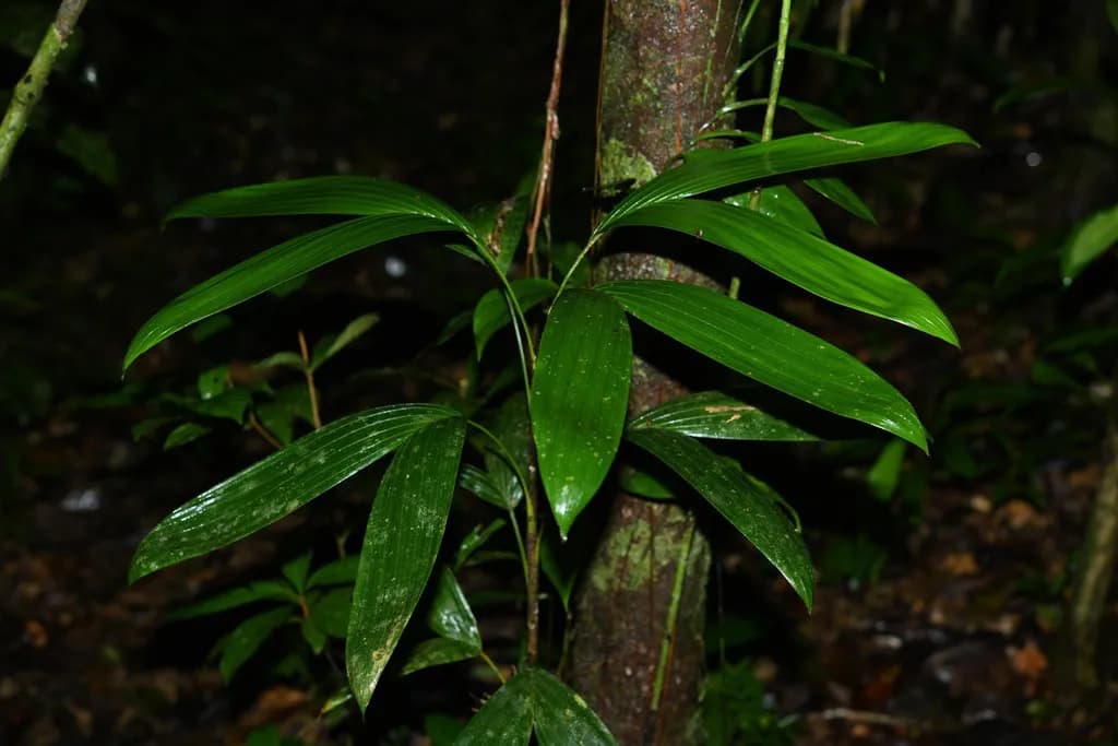 Botanical specimen of Bactris Aubletiana.