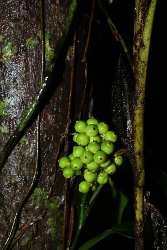 Botanical specimen of Bactris Aubletiana.
