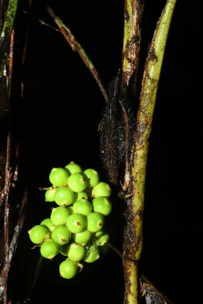Botanical specimen of Bactris Aubletiana.