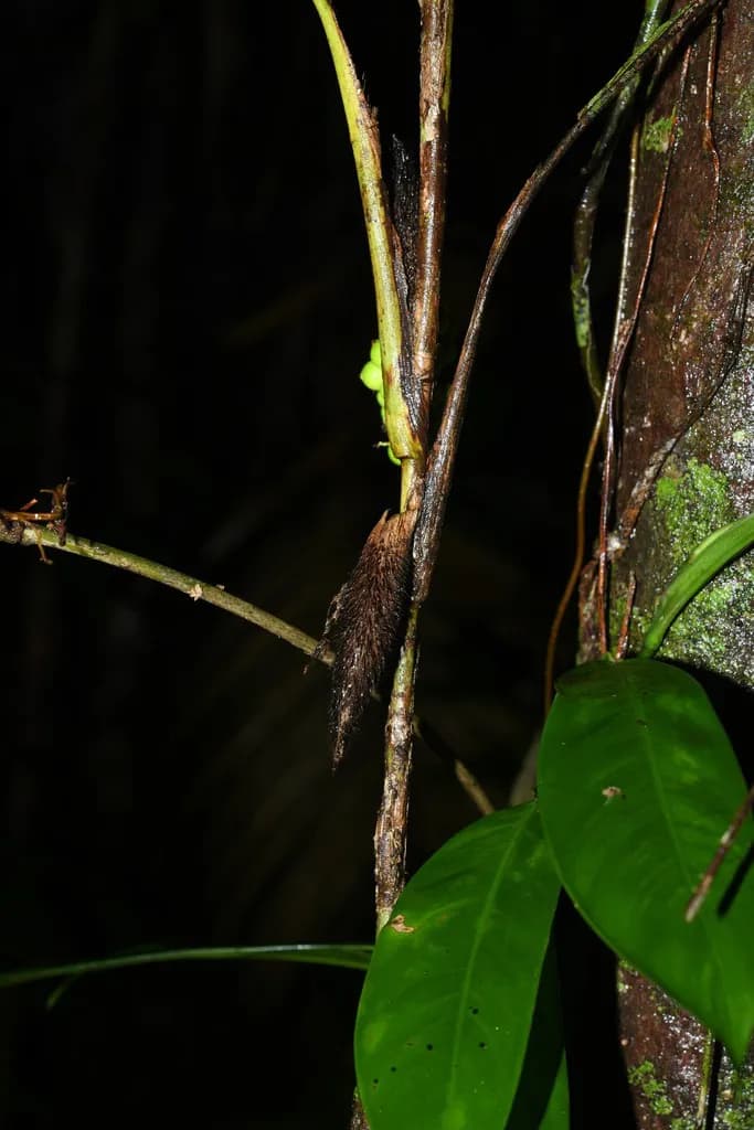 Botanical specimen of Bactris Aubletiana.