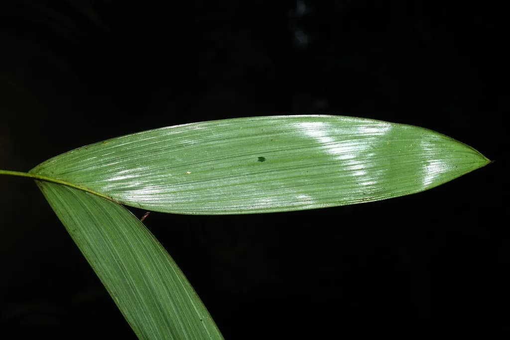 Botanical specimen of Bactris Aubletiana.