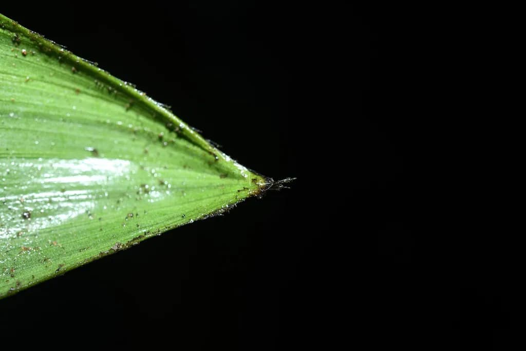 Botanical specimen of Bactris Aubletiana.
