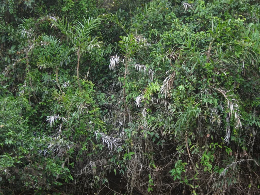 Botanical specimen of Bactris Brongniartii.