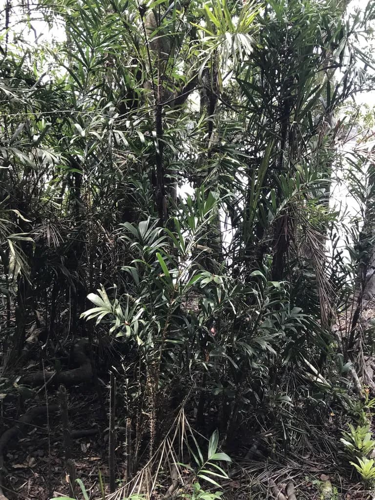 Botanical specimen of Bactris Brongniartii.