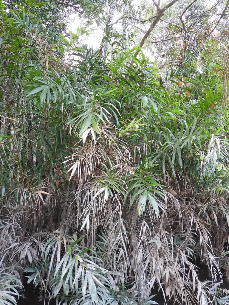 Botanical specimen of Bactris Brongniartii.