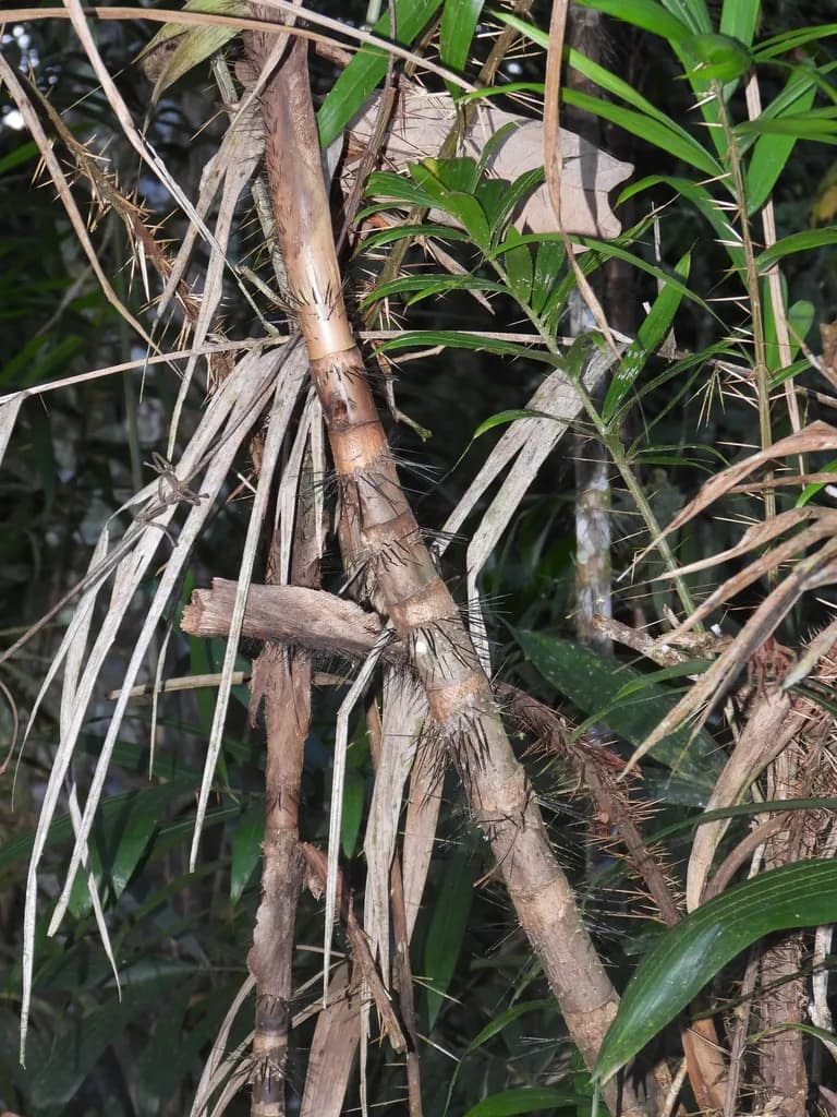 Botanical specimen of Bactris Brongniartii.