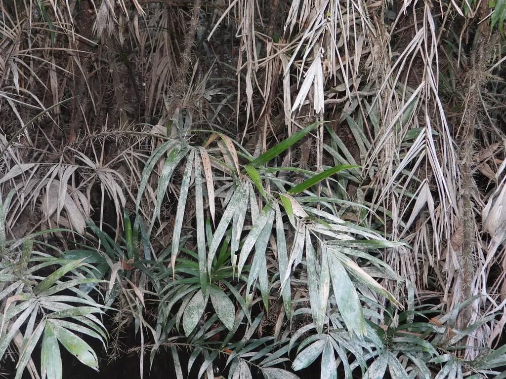 Botanical specimen of Bactris Brongniartii.