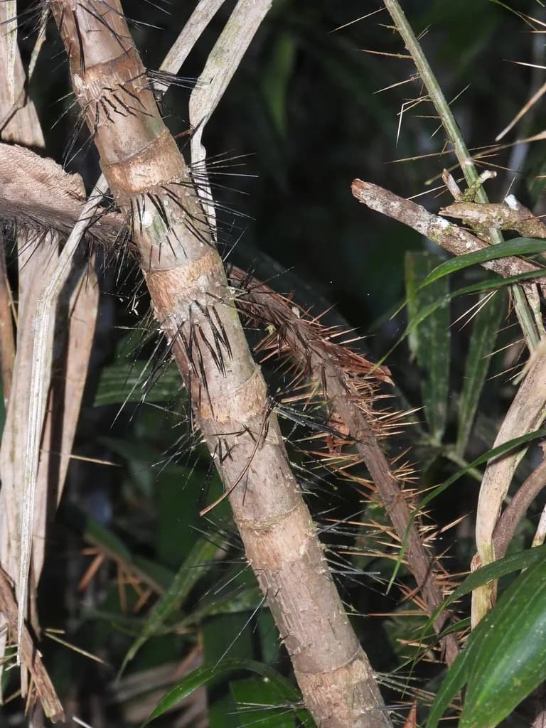 Botanical specimen of Bactris Brongniartii.