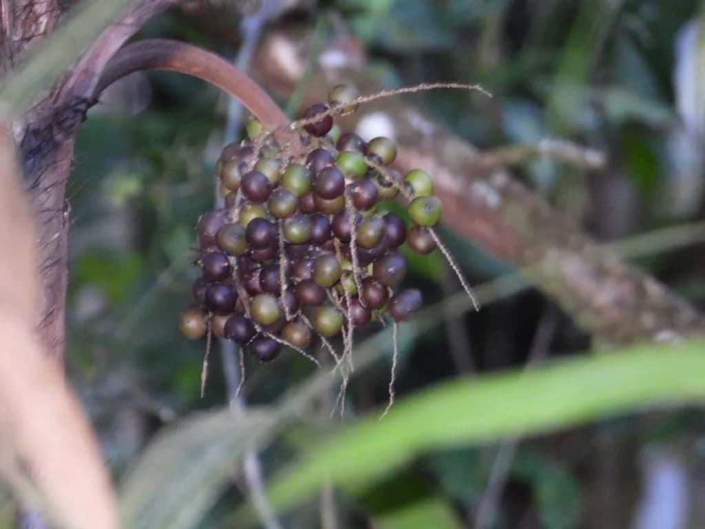 Botanical specimen of Bactris Brongniartii.