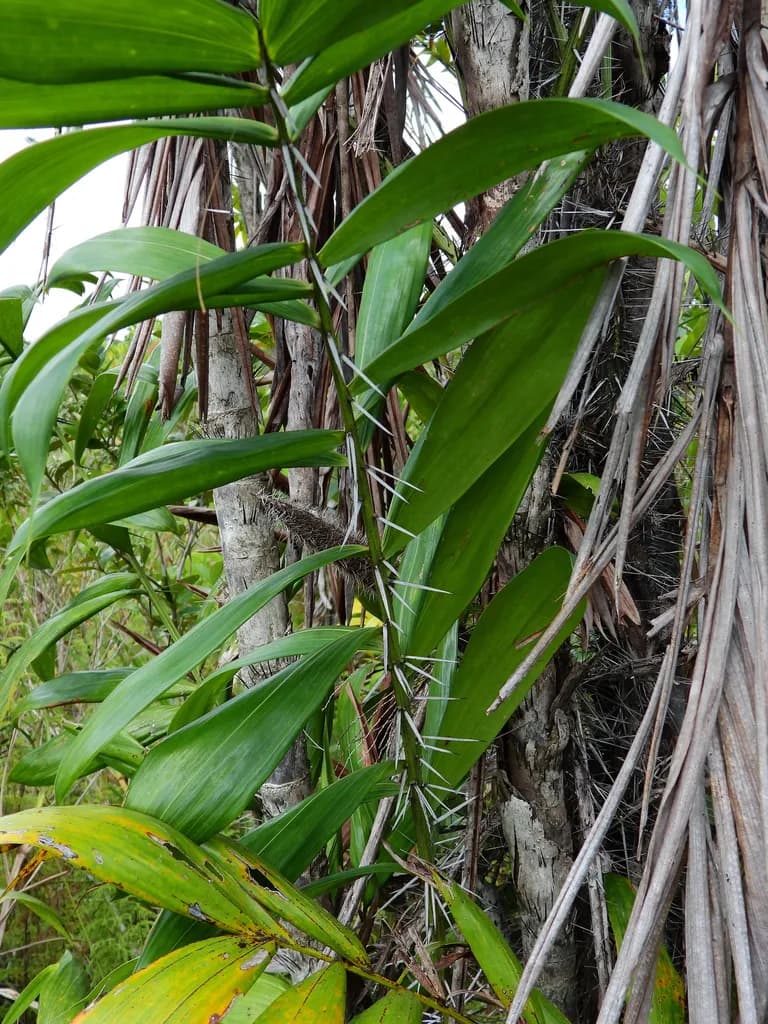 Botanical specimen of Bactris Campestris.