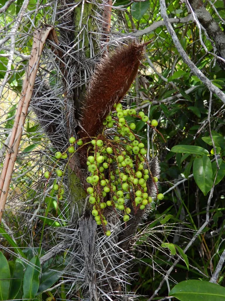 Botanical specimen of Bactris Campestris.