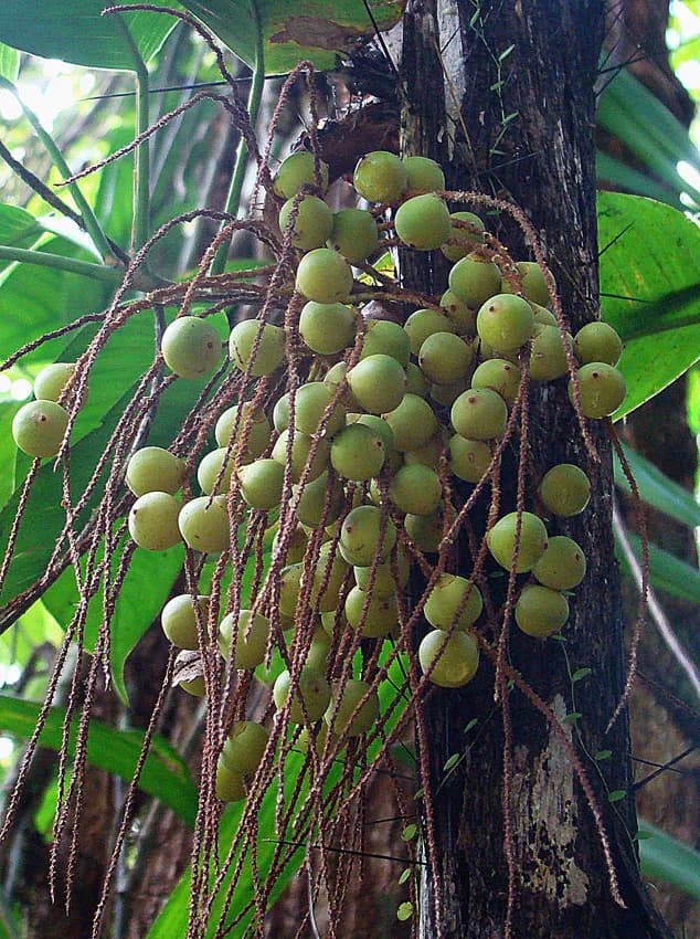 Botanical specimen of Bactris Cubensis.