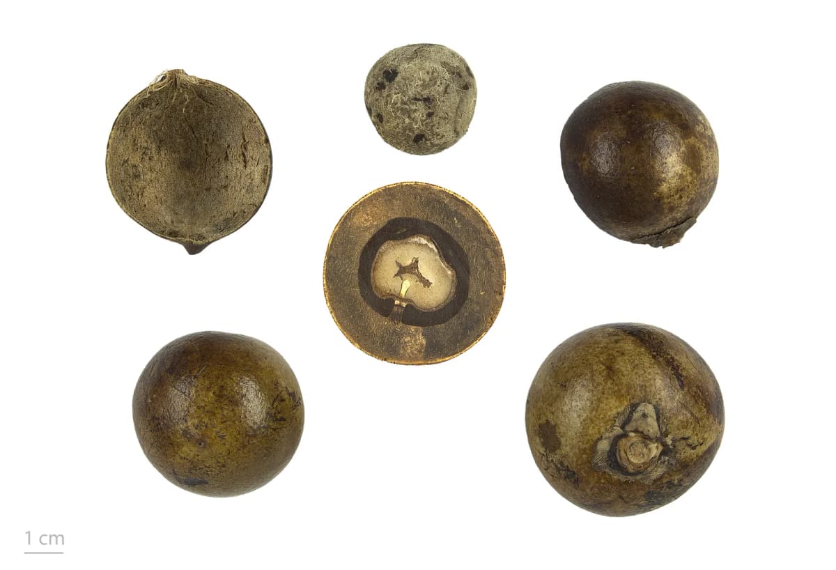 Botanical specimen of Bactris Cubensis.