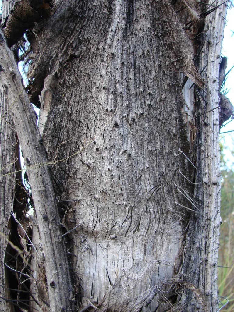 Botanical specimen of Bactris Cubensis.