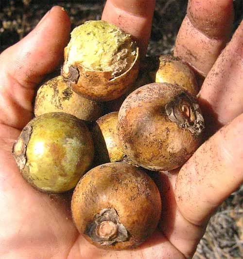 Botanical specimen of Bactris Cubensis.