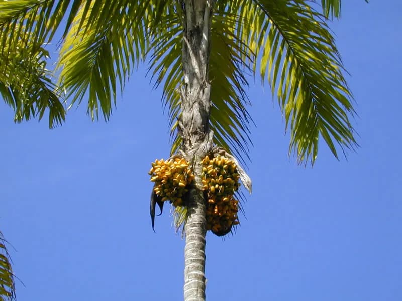 Botanical specimen of Bactris Gasipaes.