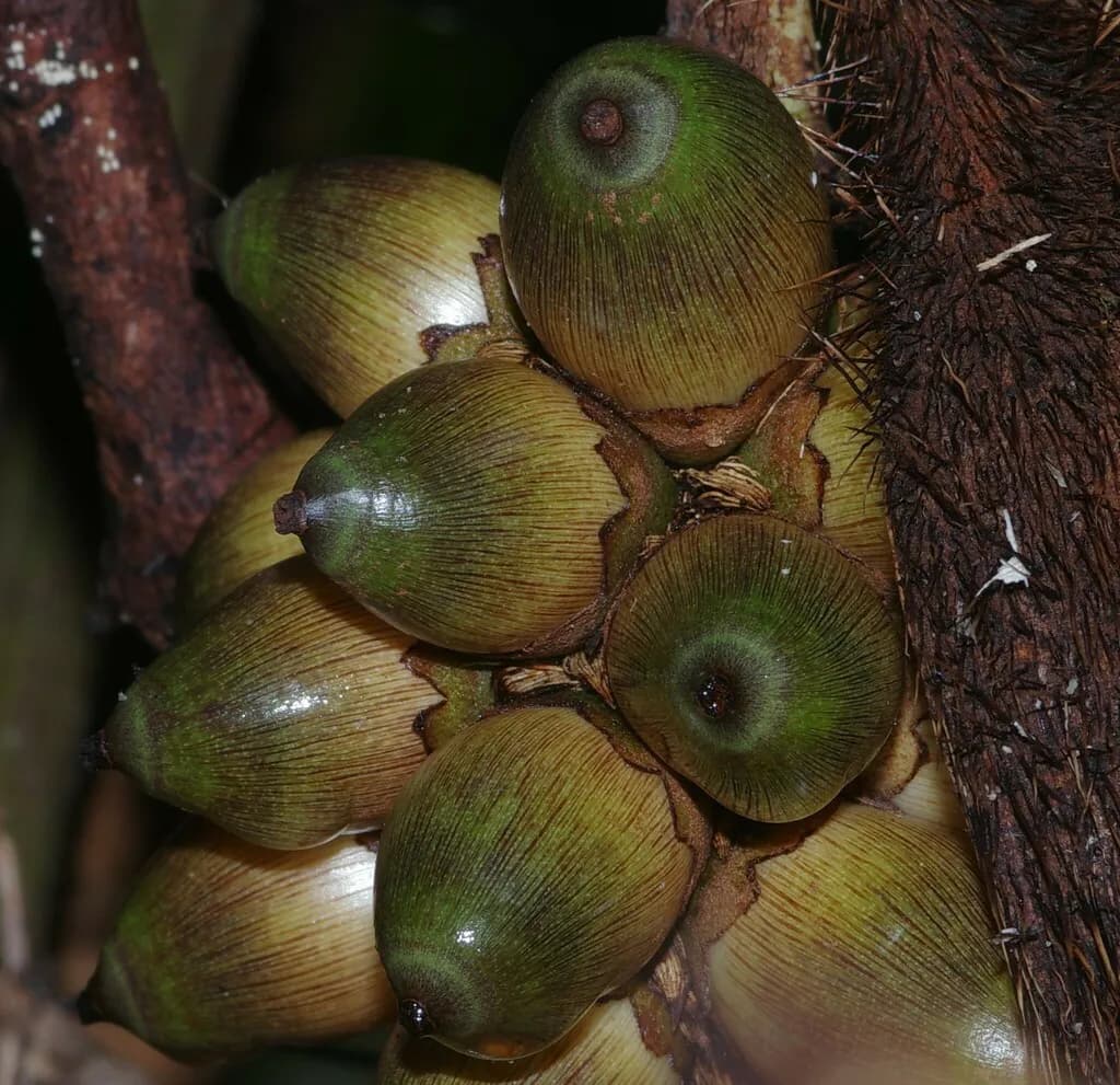 Botanical specimen of Bactris Gastoniana.