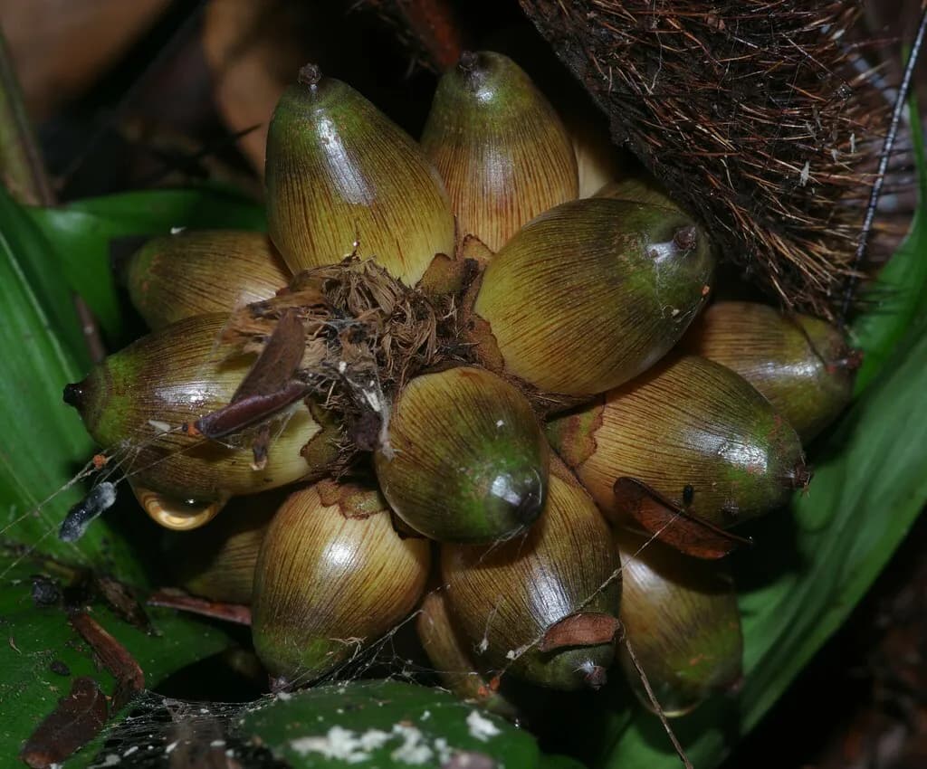 Botanical specimen of Bactris Gastoniana.