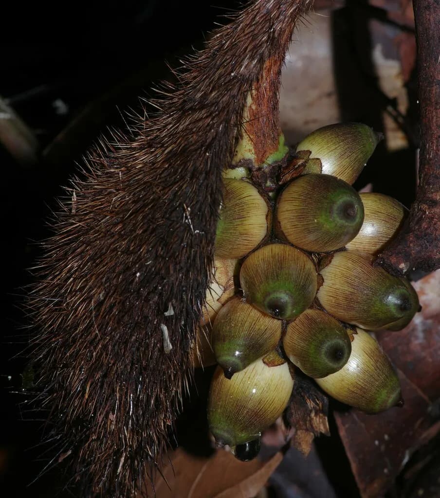 Botanical specimen of Bactris Gastoniana.